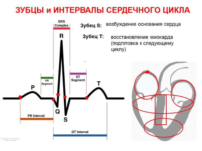 ЗУБЦЫ и ИНТЕРВАЛЫ СЕРДЕЧНОГО ЦИКЛА Зубец P: возбуждение предсердий (восходящая часть зубца – правое